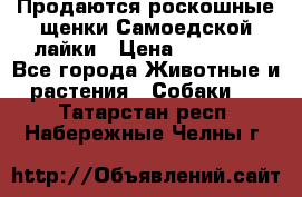 Продаются роскошные щенки Самоедской лайки › Цена ­ 40 000 - Все города Животные и растения » Собаки   . Татарстан респ.,Набережные Челны г.